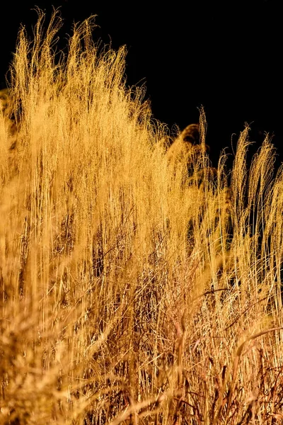 黒小麦 — ストック写真