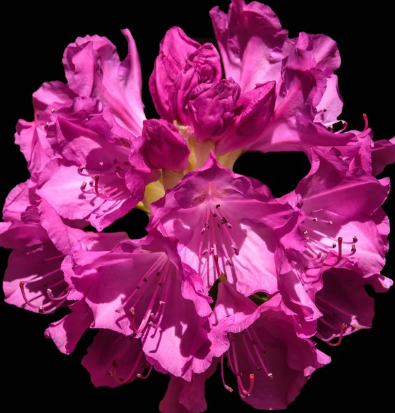 Rhodendron rosa fiore — Foto Stock