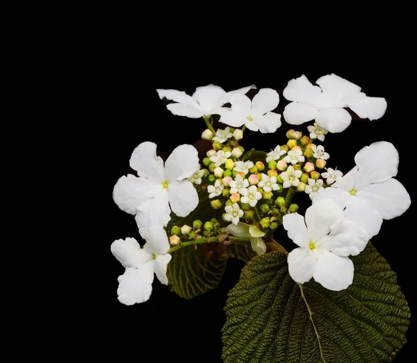 Laurel de montaña flor —  Fotos de Stock