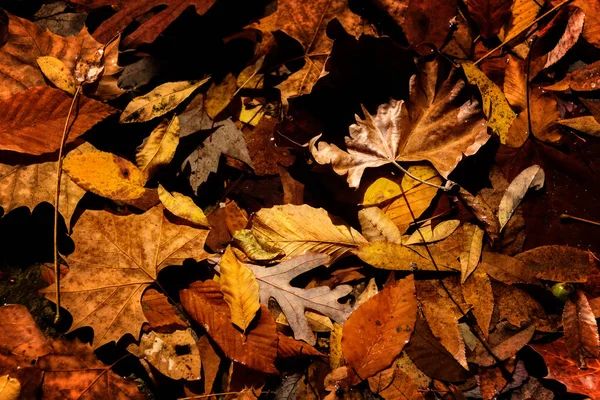Ποικιλία από το φθινόπωρο τα φύλλα — Φωτογραφία Αρχείου