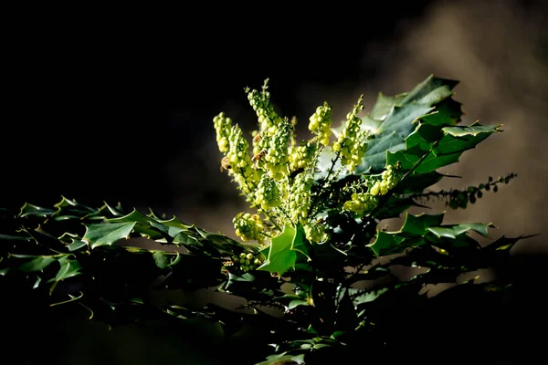 Blühende Stechpalme mit Bienen — Stockfoto