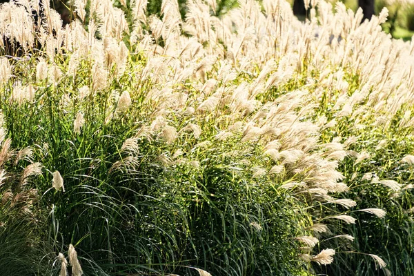 丰富的海燕麦植物 — 图库照片