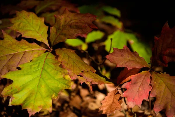 Ассортимент осенних листьев — стоковое фото