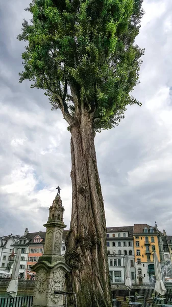 Large Tree in Lucern — Stock Photo, Image