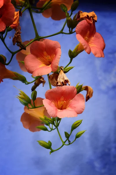 Floare portocalie înfloritoare — Fotografie, imagine de stoc