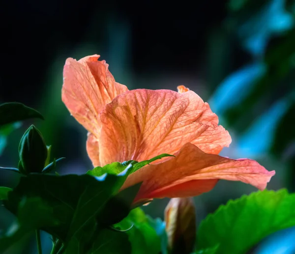 Turuncu hibiscus çiçek