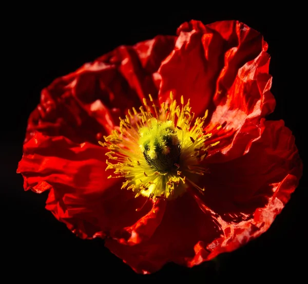 Red Poppy Flower — Stock Photo, Image
