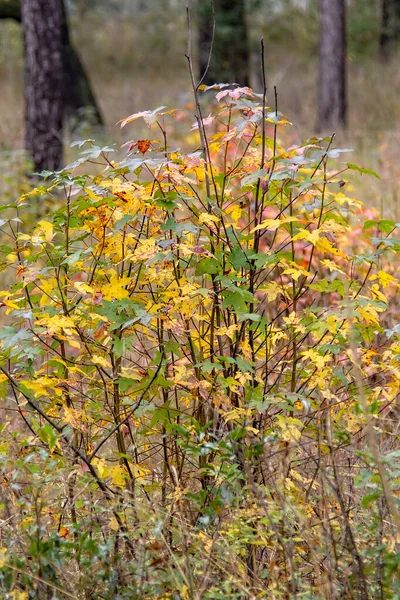 Couleurs à l'automne en Floride du Nord — Photo