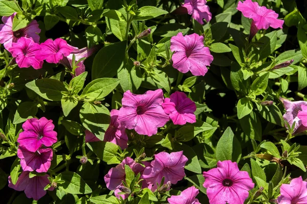 Růžová Petunie květinová zahrada — Stock fotografie
