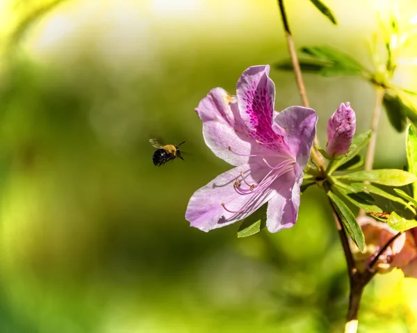 Bumblebee che vola nel fiore — Foto Stock