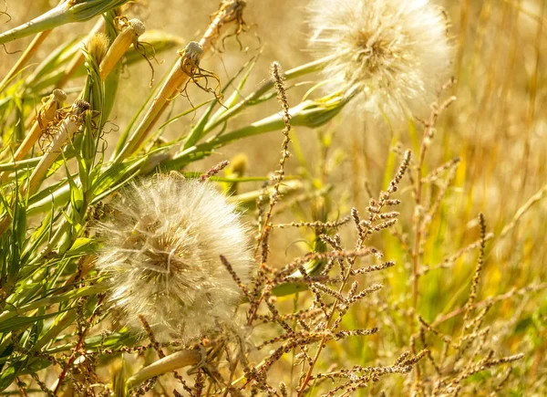 Maskros Gräs på en äng — Stockfoto