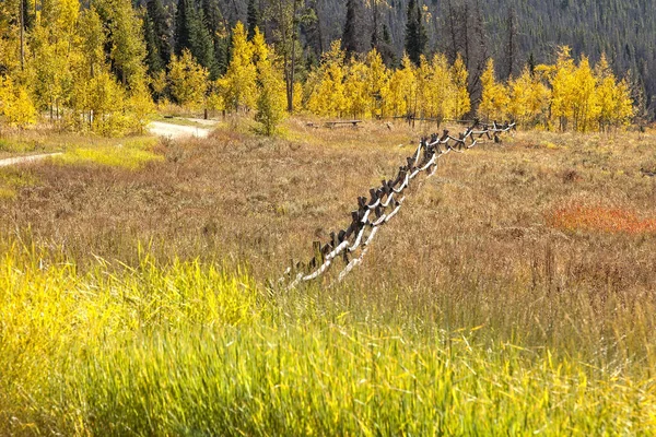 Golden Aspen trees in meadow in Colorado — Stock Photo, Image