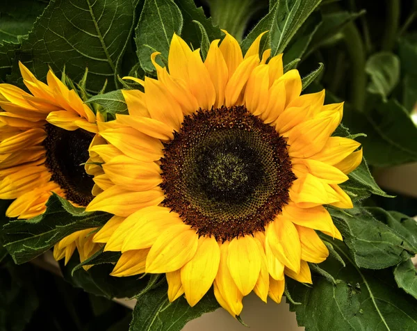 Große gelbe Sonnenblumenpflanze — Stockfoto