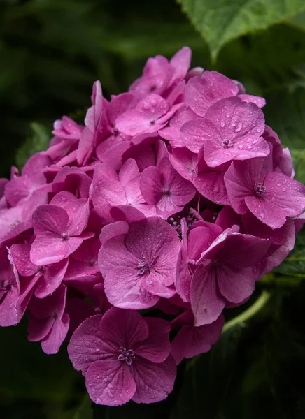 Flor de geranio rosa — Foto de Stock