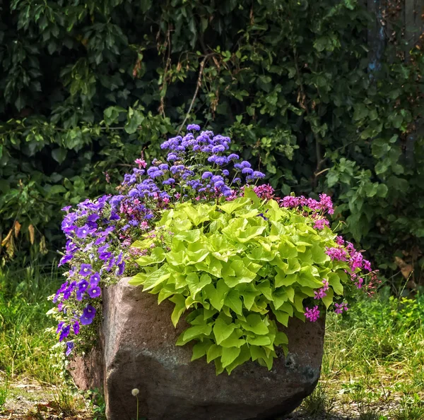 Exibição colorida de flores e plantas frescas — Fotografia de Stock