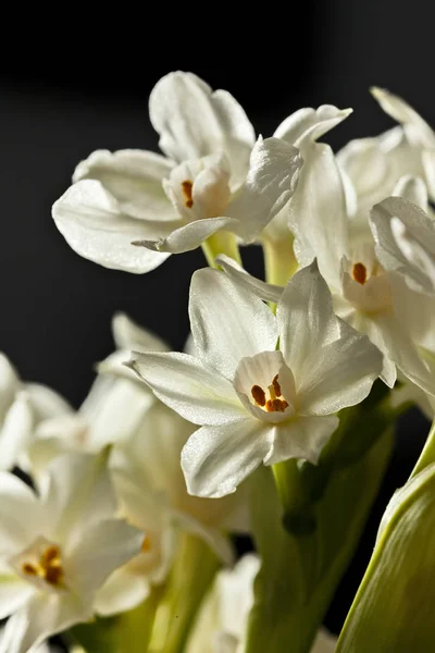 Coleção de flores de narciso — Fotografia de Stock