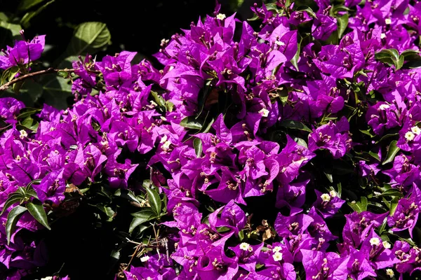 Pink bougainvillea plant — Stock Photo, Image