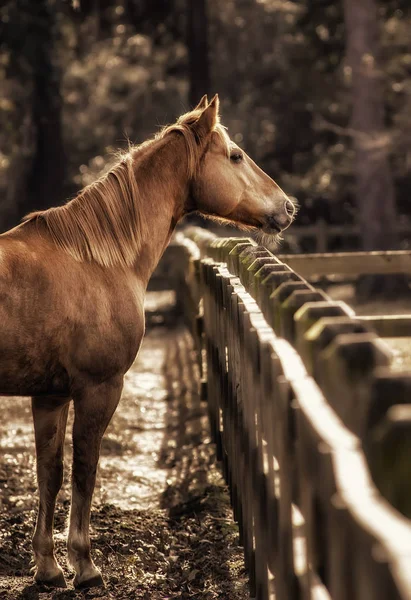 아름 다운 갈색 말 목장 — 스톡 사진