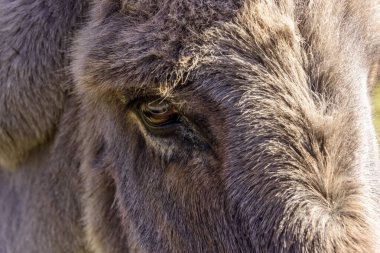 Bir eşeğin portresi