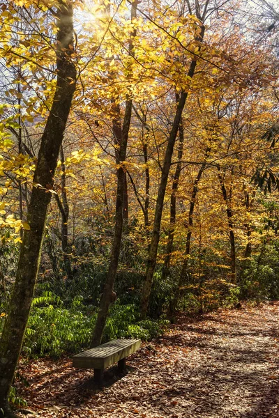 Cores de outono em um caminho HIking — Fotografia de Stock