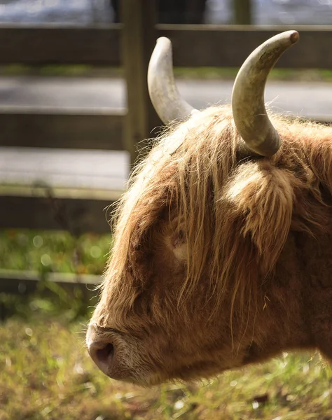 Retrato de una vaca de Escocia Highland — Foto de Stock