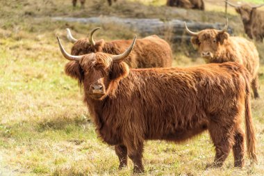 Meraklı İskoç İskoç İneği