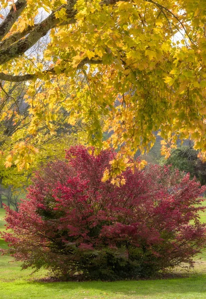 Maple Tree och Burning Bush — Stockfoto