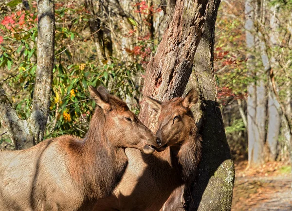 Two female Elk showing affection — Stock Photo, Image