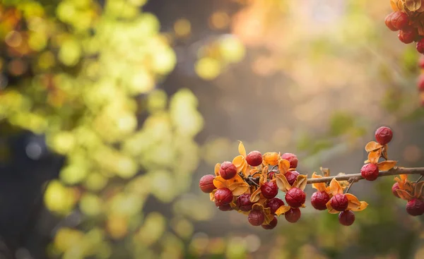 Rote Beeren mit sanftem Sonnenlicht — Stockfoto