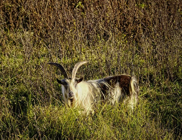 Cabra de cuernos grandes en el campo — Foto de Stock