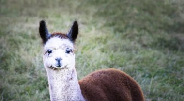 Meraklı ve Sevimli bir Alpaka