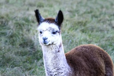 Genç alpaka
