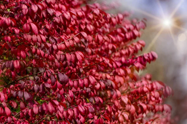 Brännande Bush i North Carolina — Stockfoto