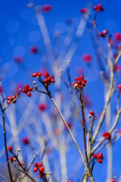 Красные ягоды на ветке дерева — стоковое фото