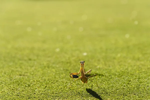 Be Mantis med kackerlacka på gräs — Stockfoto
