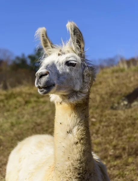 Alpaca blanca adulta en un campo — Foto de Stock