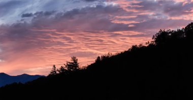 Magenta Gece Gökyüzü ve Ağaç Siluetleri