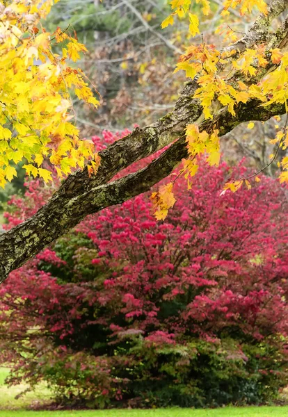Ljusfärgat gyllene lönnträd — Stockfoto
