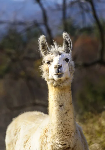 Λευκό ενηλίκων Alpaca που είναι Alert — Φωτογραφία Αρχείου