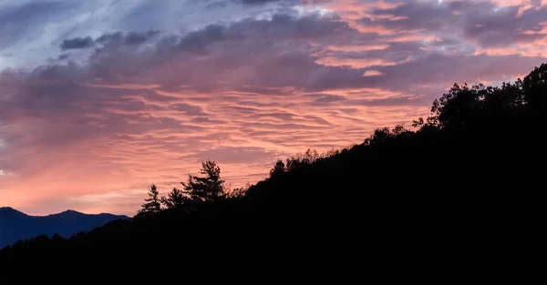 マゼンタ夜空と木のシルエット — ストック写真