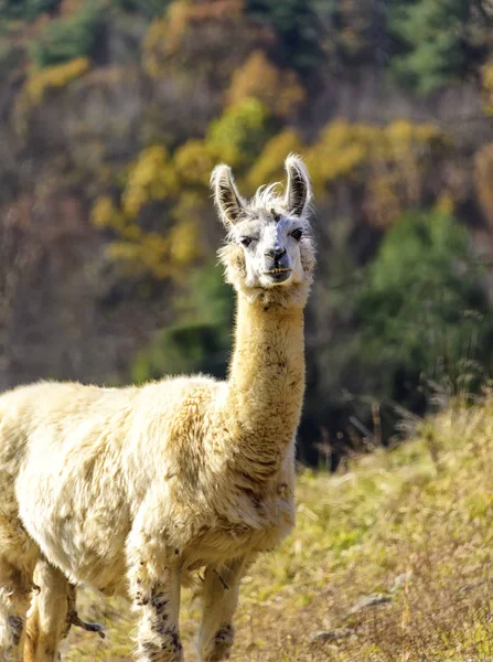 Alpaca blanca adulta en un campo — Foto de Stock