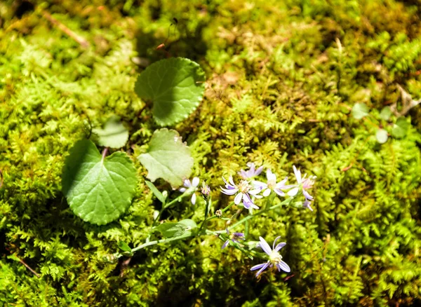 Маленька фіолетова квітка на моху — стокове фото