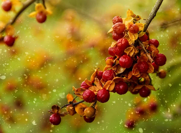 Rote Beeren auf einem Ast — Stockfoto