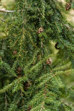 Süper ile Noel ağacı dalı