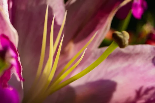 Morbido fiore di giglio rosa — Foto Stock