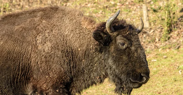 Retrato de um bisonte — Fotografia de Stock