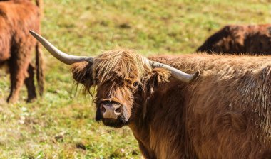 Tarlada İskoç Dağlık Sığırları