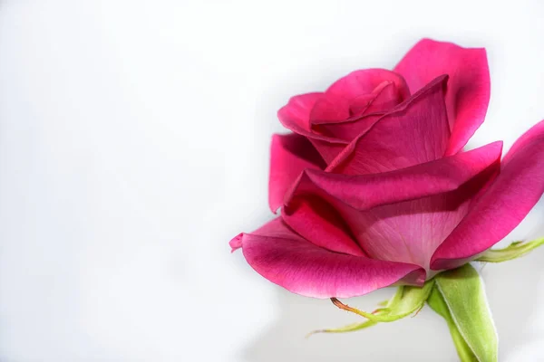 Roze roos voor valentines day — Stockfoto