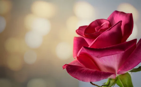Jedna růžová růže s teplými světly na pozadí — Stock fotografie