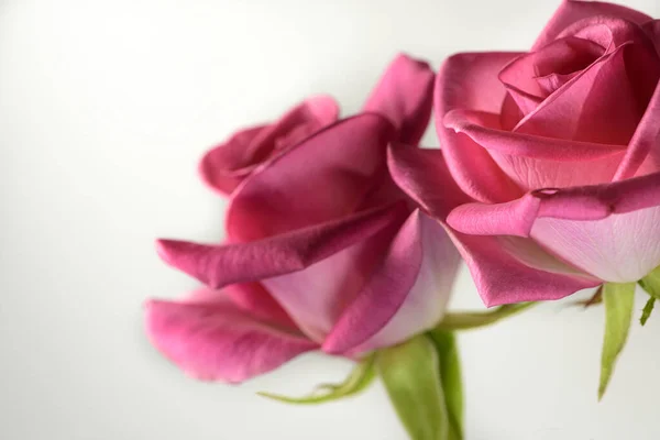 Две розовые розы на День Святого Валентина — стоковое фото